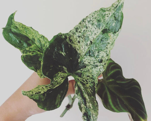 Syngonium Kopšana - www.augi-plants.lv