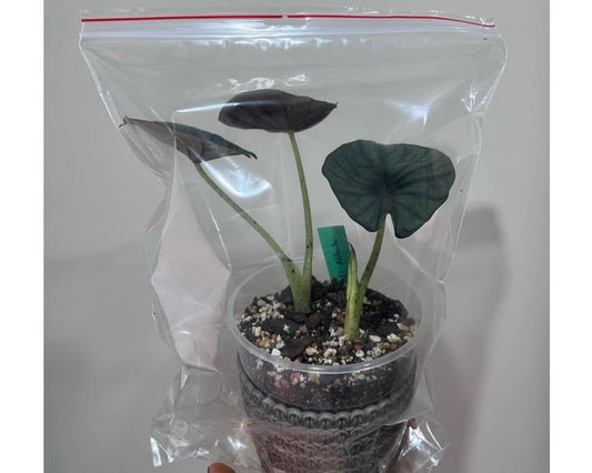 Telpaugu karantīna - www.augi-plants.lv