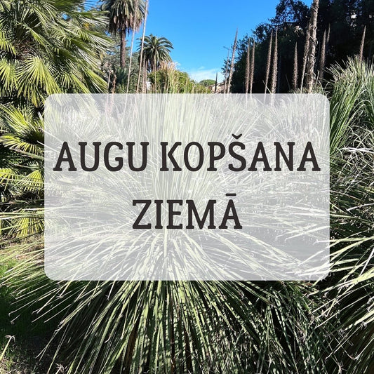 TELPAUGU KOPŠANA ZIEMĀ - www.augi-plants.lv