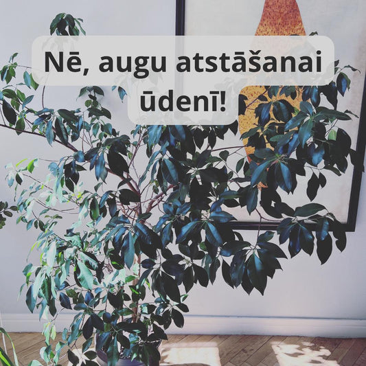 TELPAUGU KOPŠANAS KĻŪDA - Nē, telpaugu atstāšanai ūdenī! - www.augi-plants.lv
