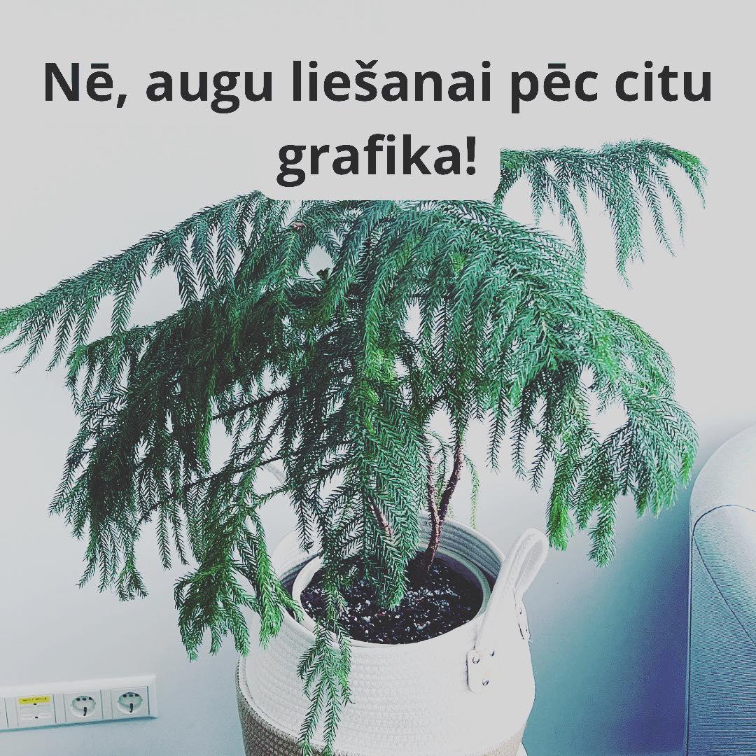 TELPAUGU KOPŠANAS KĻŪDA - Nē, telpaugu liešanai vadoties pēc citu grafika! - www.augi-plants.lv