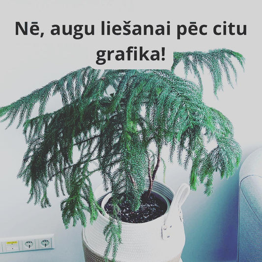 TELPAUGU KOPŠANAS KĻŪDA - Nē, telpaugu liešanai vadoties pēc citu grafika! - www.augi-plants.lv