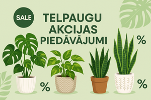 Akcijas piedāvājums