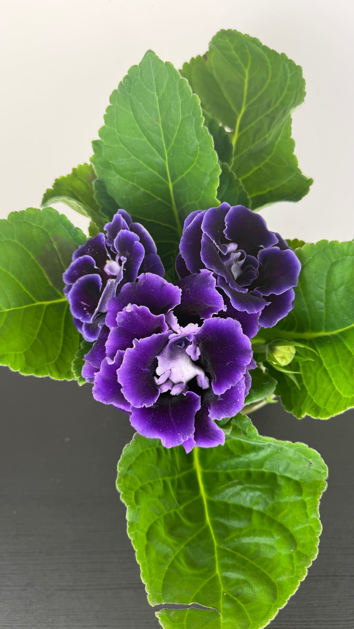 Sinningia Brocade Violeta