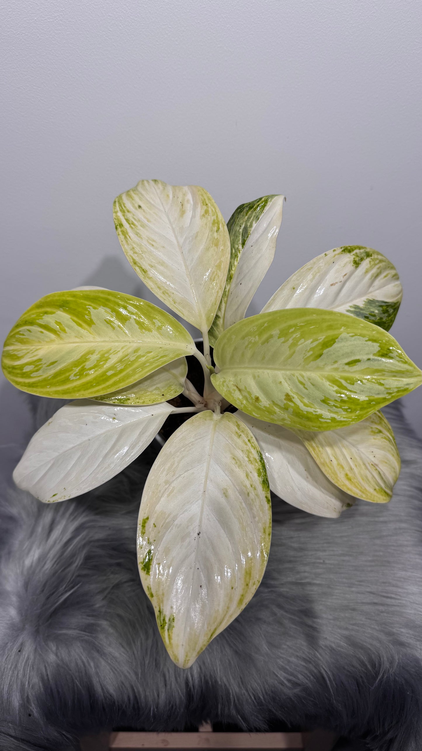 Aglaonema 10