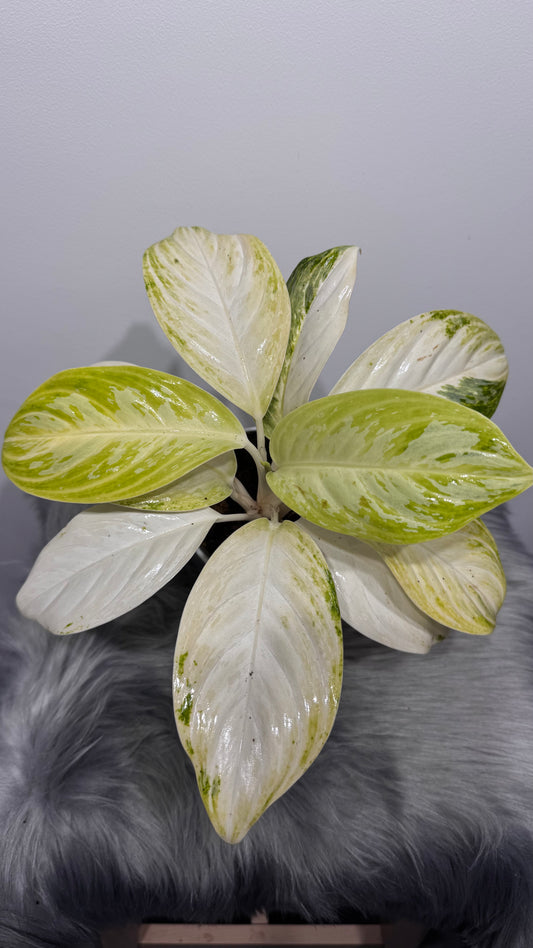 Aglaonema 10