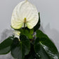 Anthurium White