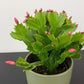 Schlumbergera 3