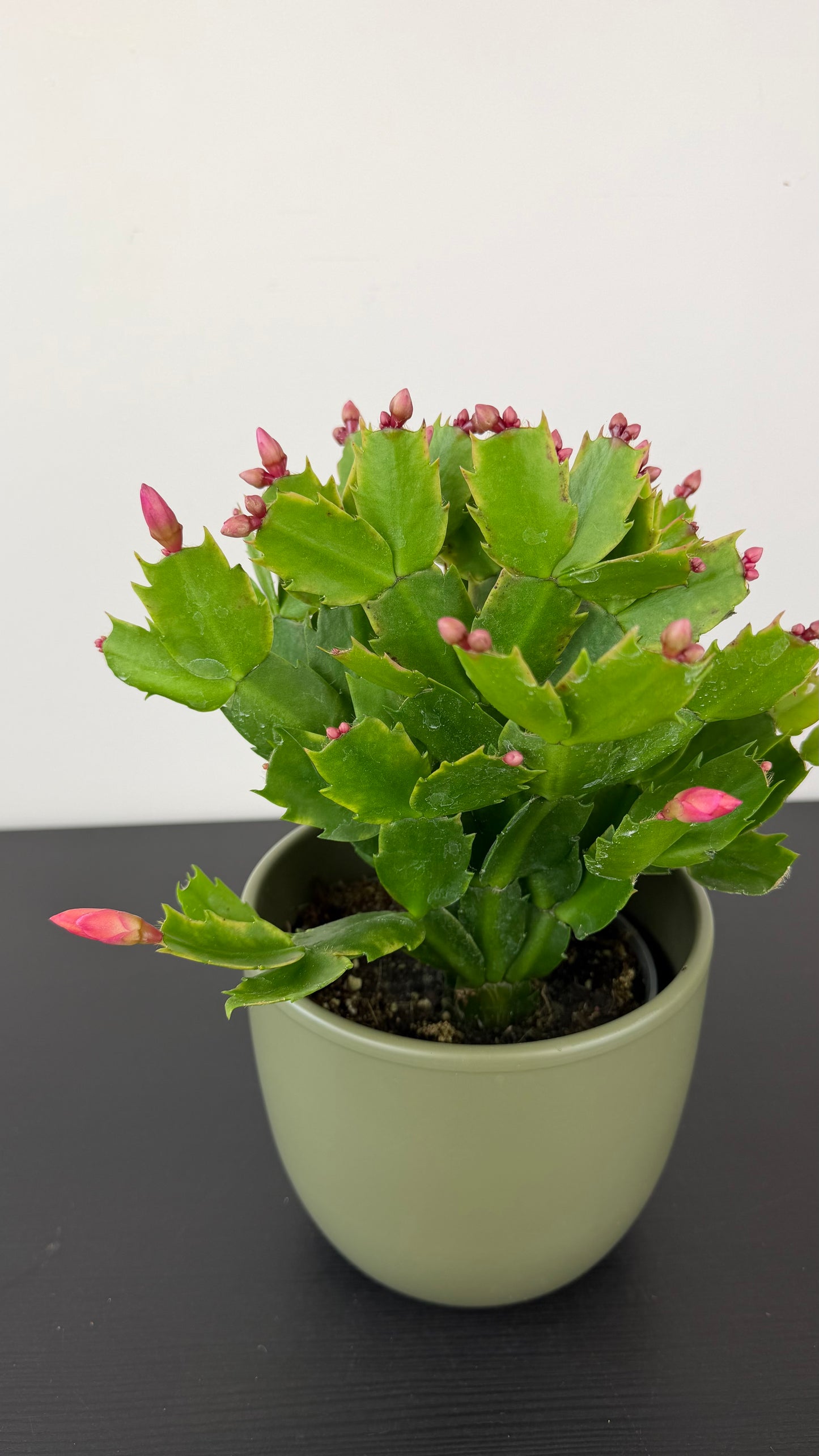 Schlumbergera 3