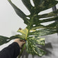 Monstera Thai Constellation 4