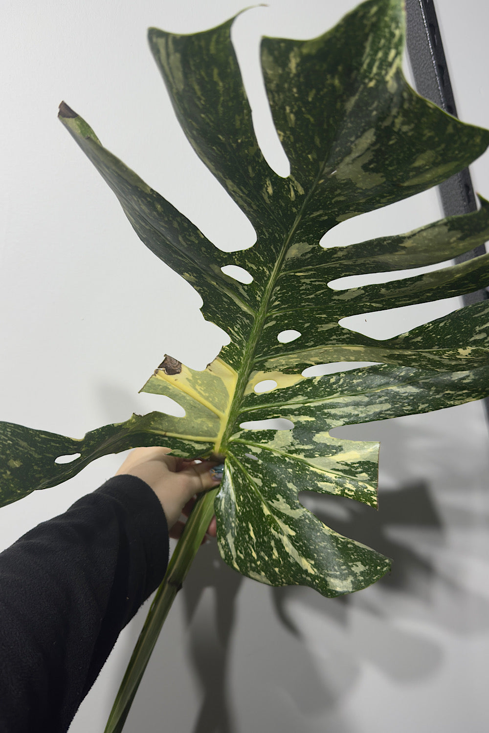 Monstera Thai Constellation 4
