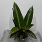 Calathea 5