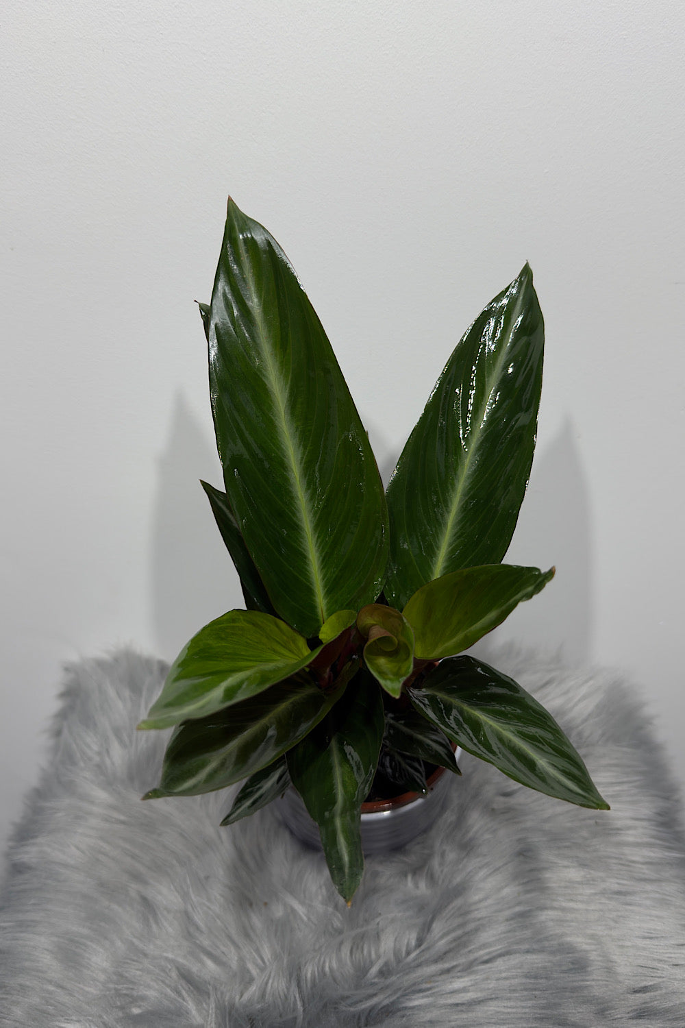 Calathea 5