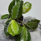 Maranta Silver