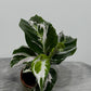Calathea Fusion White