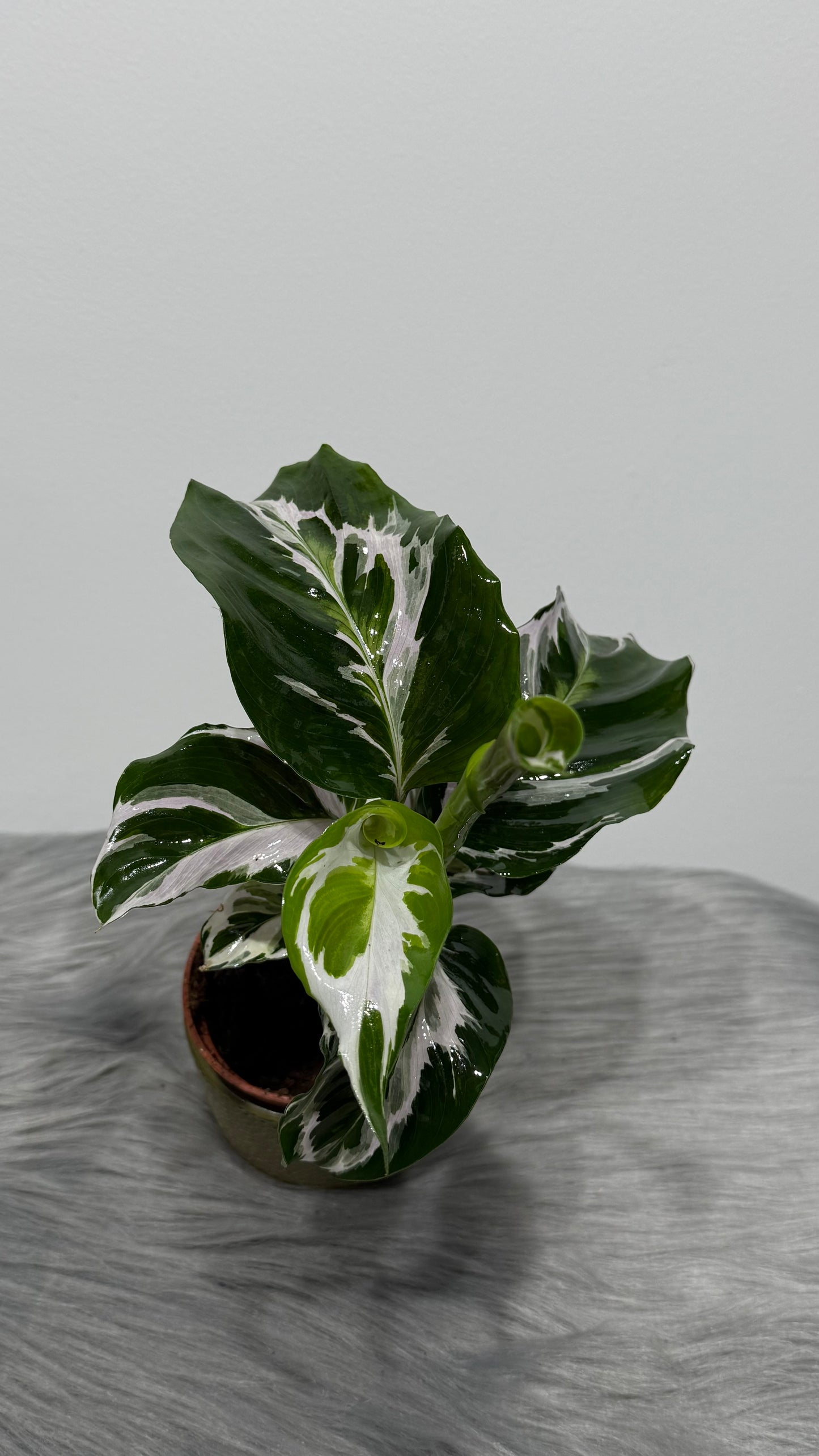 Calathea Fusion White