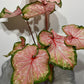 Caladium Chinook