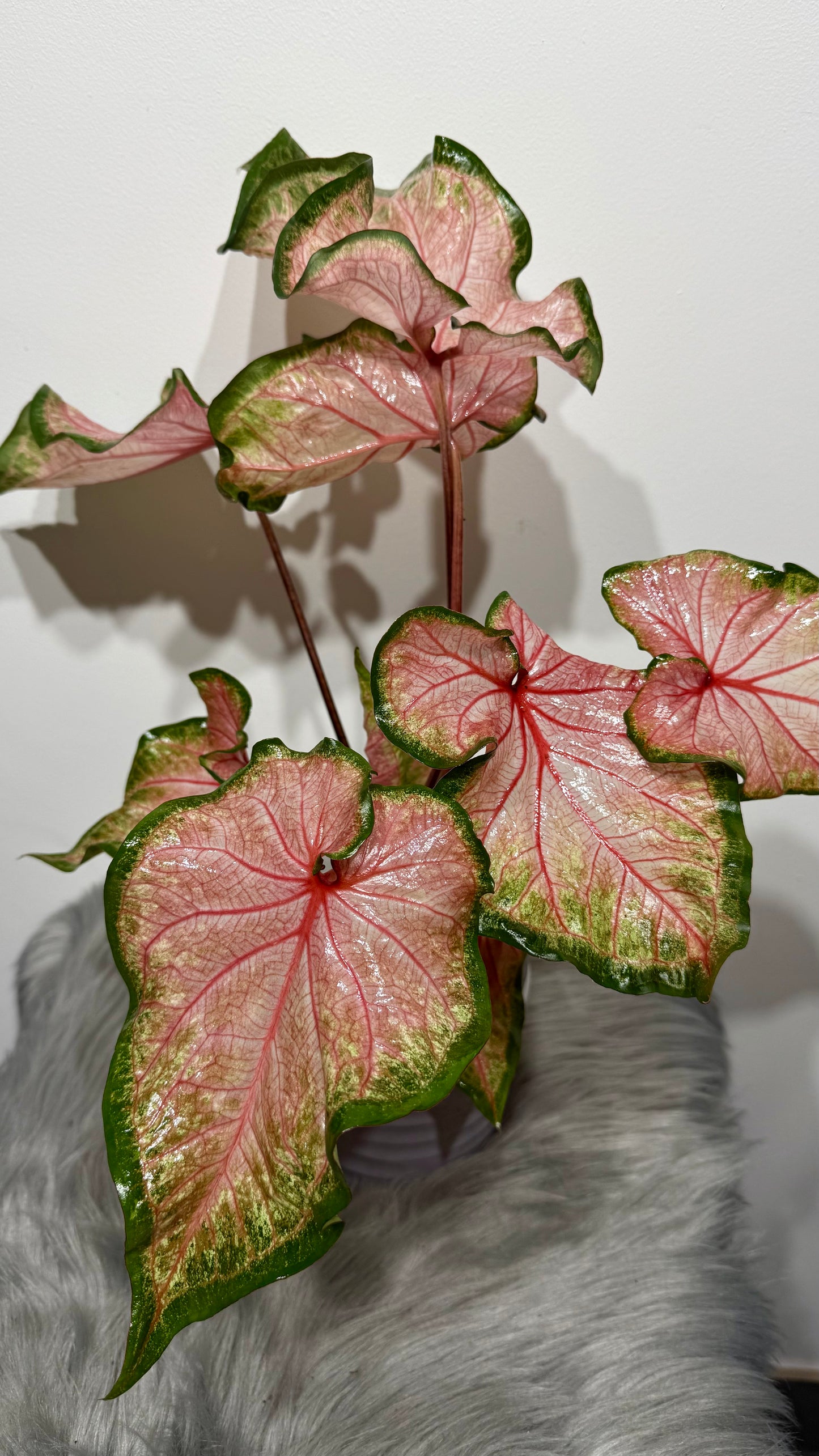 Caladium Chinook