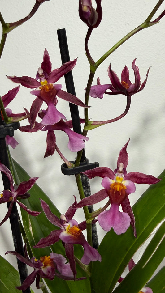 Orhideja Cambria 14