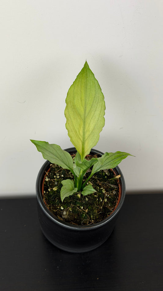 Spathiphyllum Blue Ice
