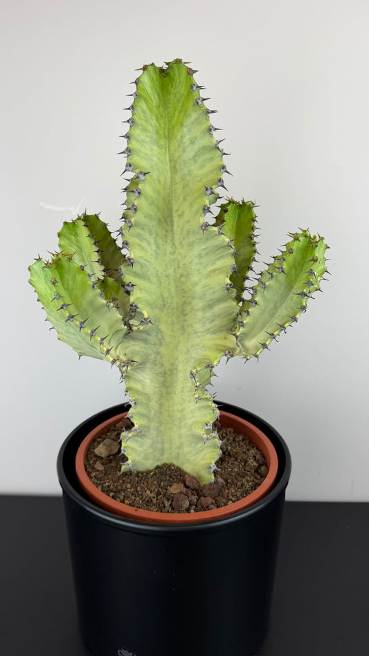 Euphorbia Ingens Erytrea Variegata