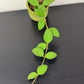 Hoya nummularioides