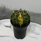 Gymnocalycium mihanovichii variegata
