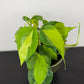 Philodendron Scandens Brasil