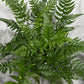 Polystichum Tsussime