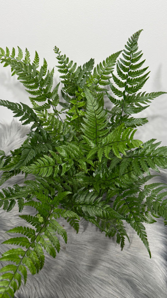 Polystichum Tsussime
