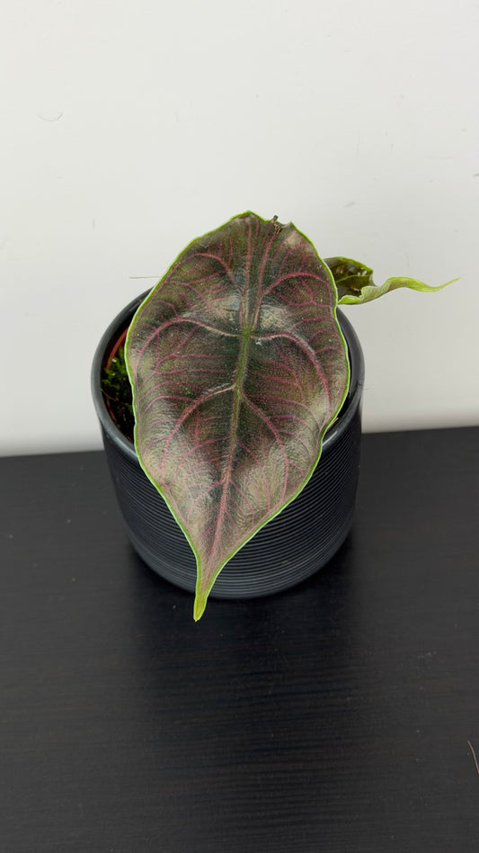 Alocasia Azlanii