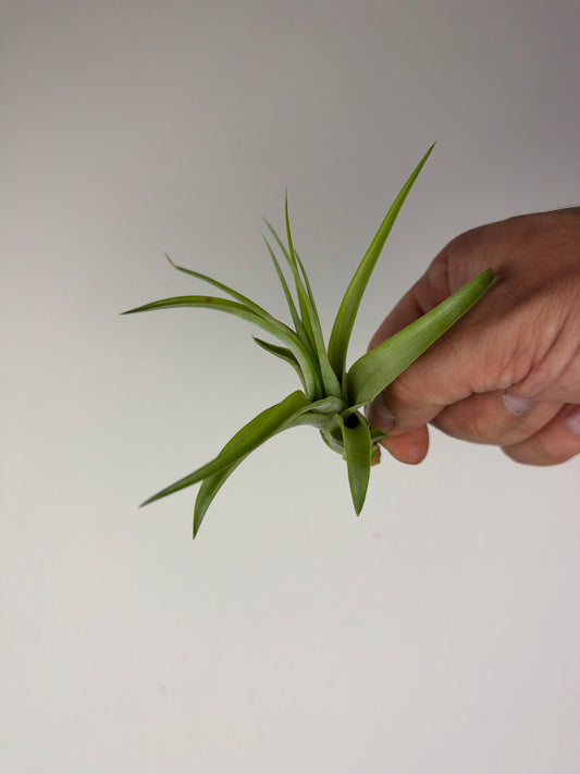 Tillandsia Air plant 9