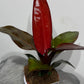 Philodendron Mccolleys Finale