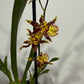 Orhideja Cambria 7