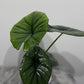 Alocasia Bisma Silver