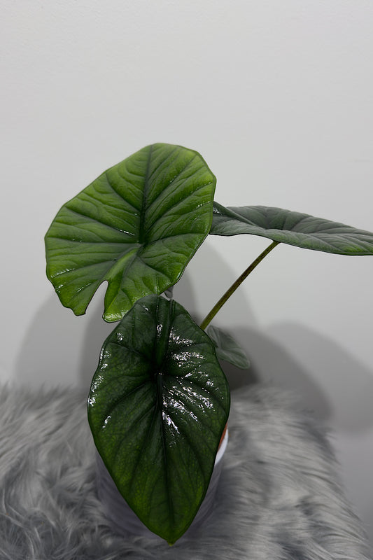 Alocasia Bisma Silver