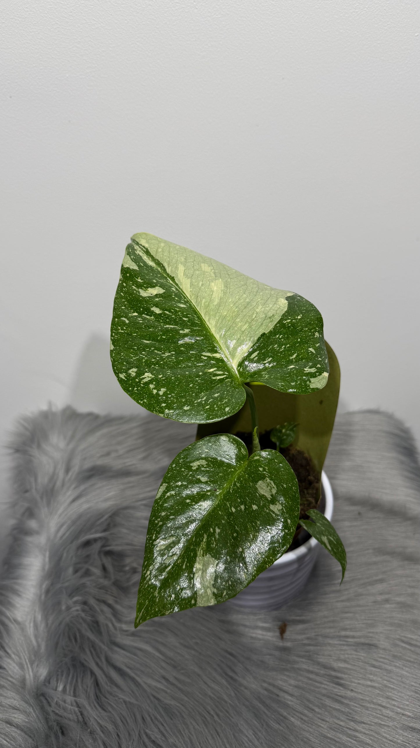 Monstera Thai Constellation