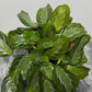 Maranta Silver