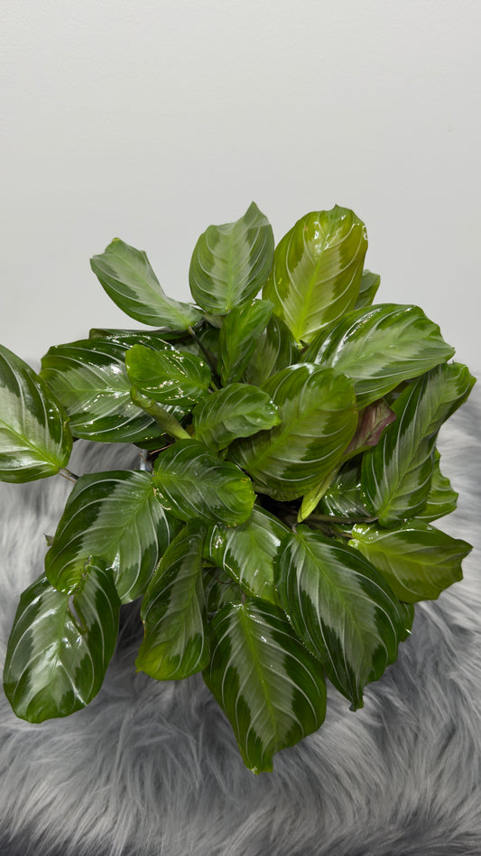 Maranta Silver