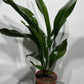 Aspidistra elatior