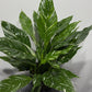 Spathiphyllum Diamond