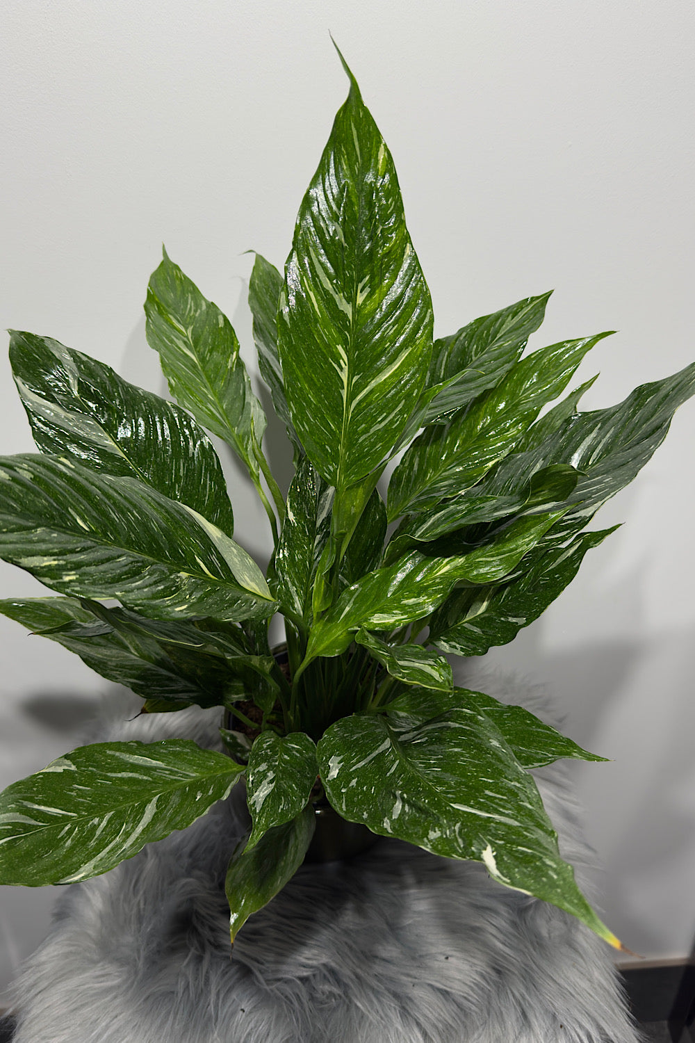 Spathiphyllum Diamond