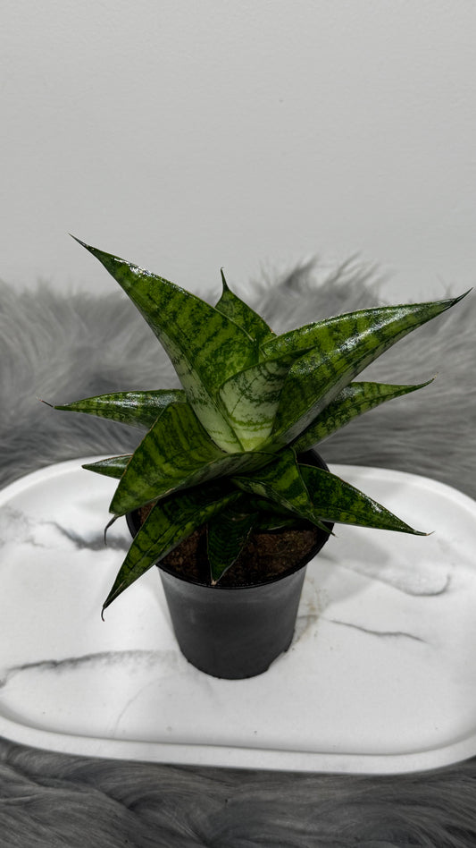 Sansevieria 3