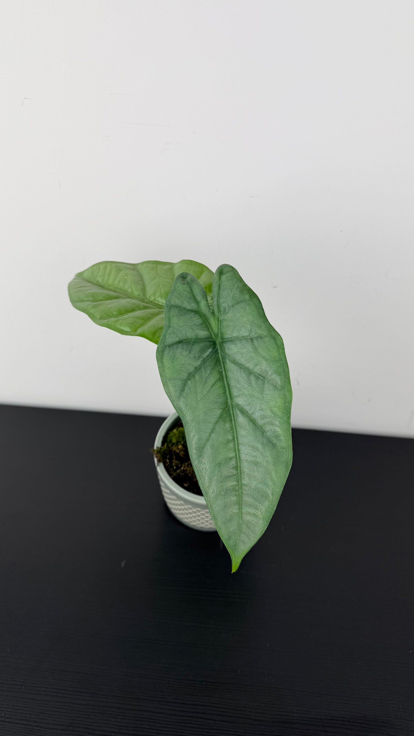Alocasia heterophylla Corazon