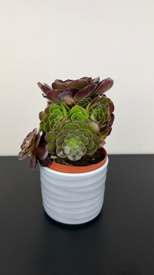 Aeonium Arboreum Velours