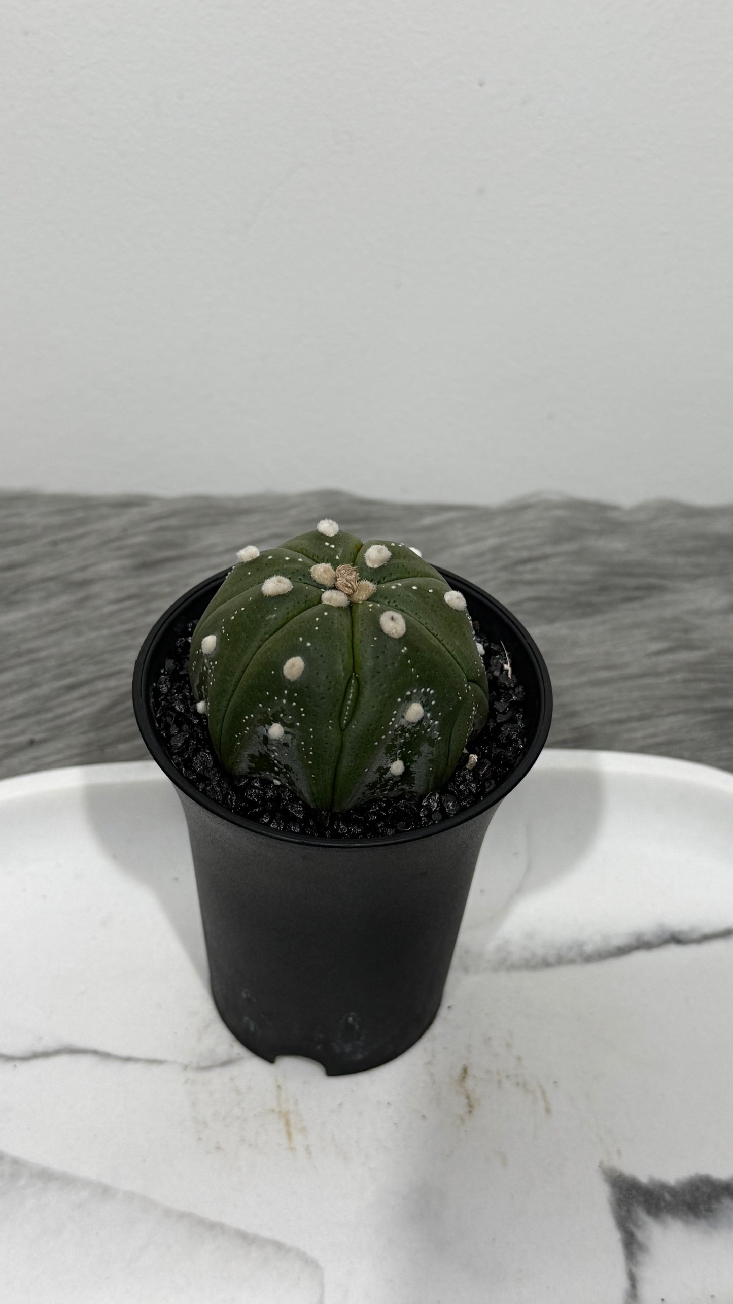 Astrophytum Asterias