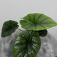 Alocasia Bisma Silver