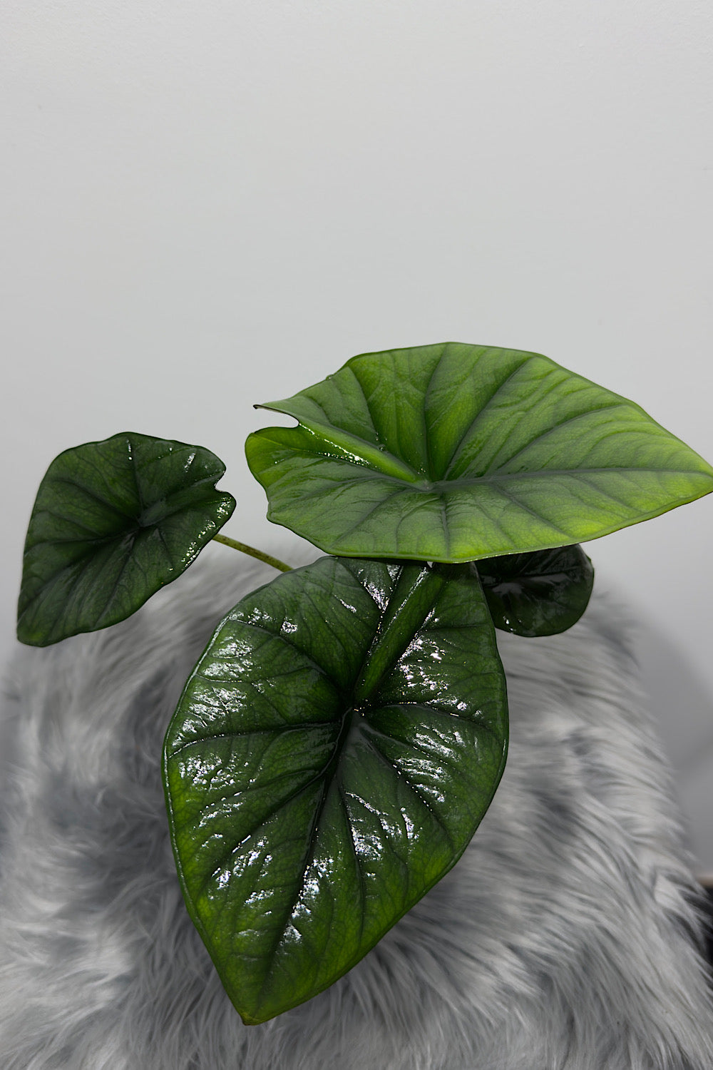 Alocasia Bisma Silver