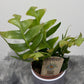 Epiphyllum Chrysocardium