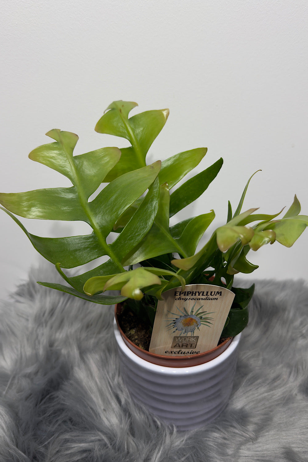 Epiphyllum Chrysocardium